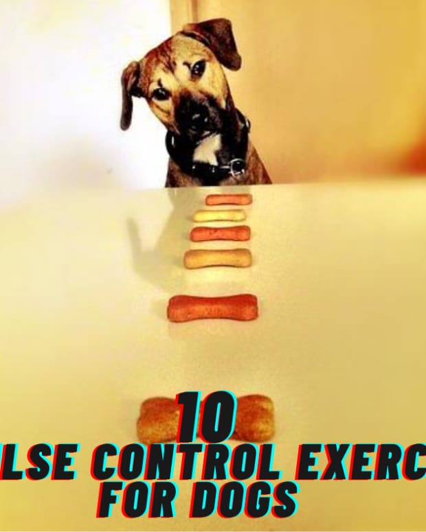 Tips for Dogs Who Won't Come Inside When Called PetHelpful