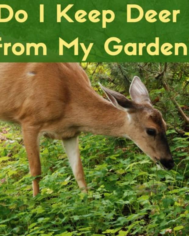 How to Stop Cats From Coming Into Your Garden - Dengarden ...