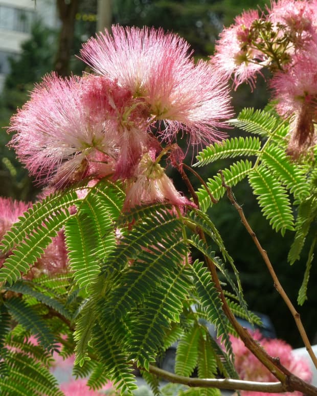 mimosa tree poisonous to dogs
