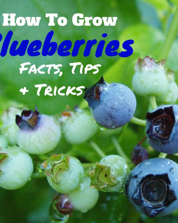 How to Successfully Grow Blueberries in the South Dengarden