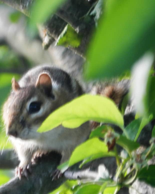 How to Keep Raccoons out of Your Garden - Dengarden - Home and Garden