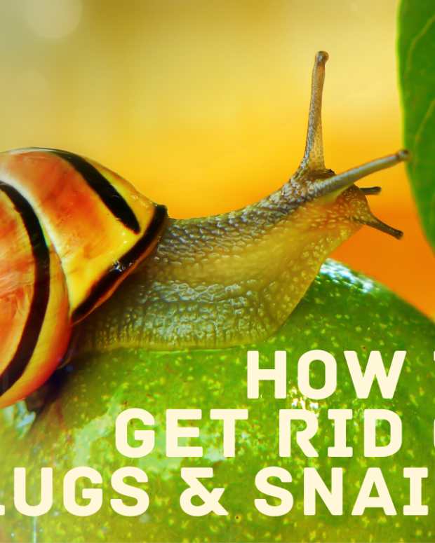 get-rid-of-snails-slugs-in-water-tanks-aquarium-garden