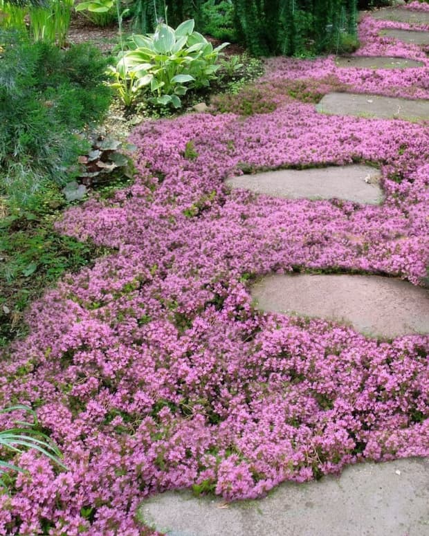 Five Great Garden Ground Covers - Dengarden - Home and Garden