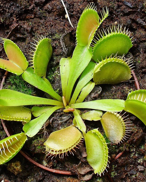 surprising-facts-about-the-vulnerable-venus-flytrap
