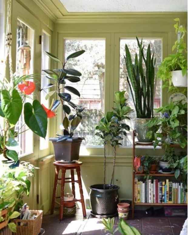 how-to-safely-transport-houseplants