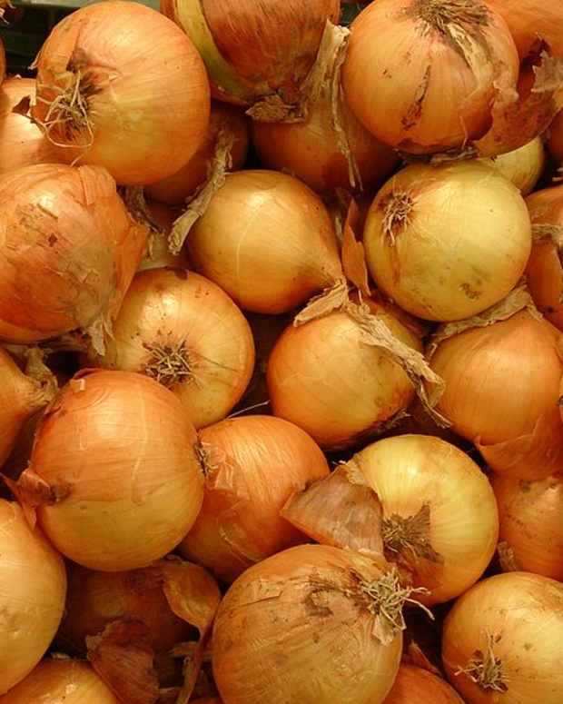 How to Grow Your Own Sweet Onions Dengarden