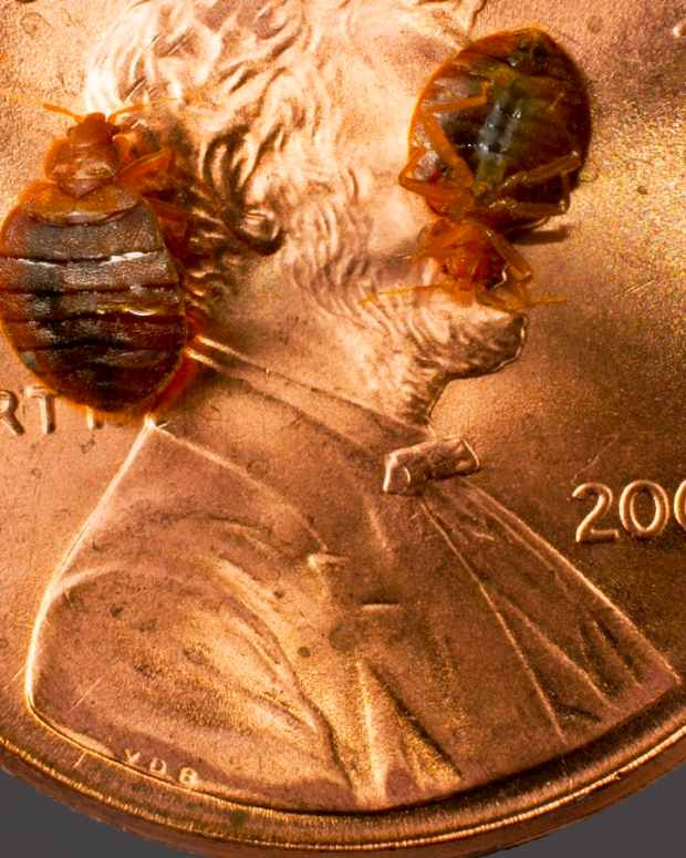 Six Effective Treatments to Get Bed Bugs out of Your Car Dengarden