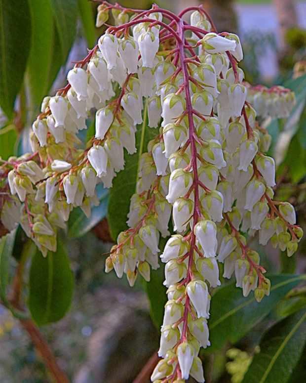 Ten AcidLoving Plants Dengarden Home and Garden