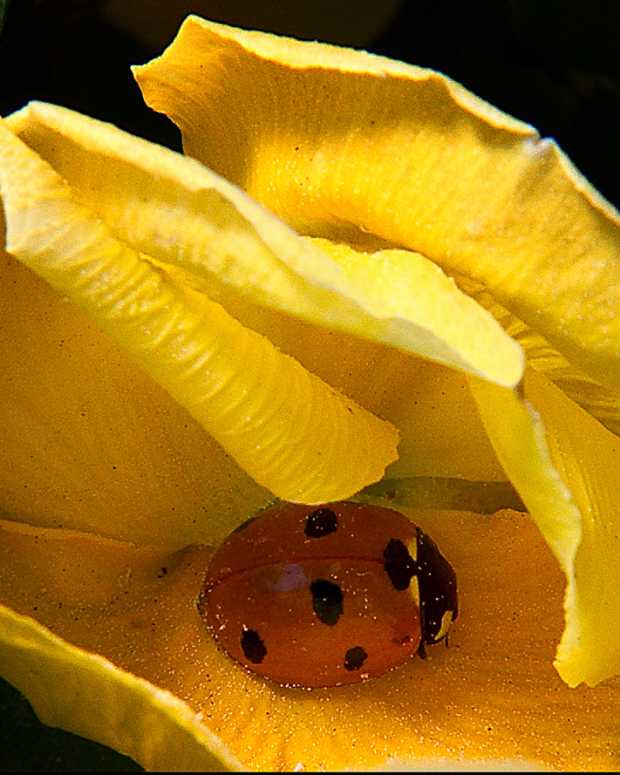 The Facts About How Ladybugs Help Humans Dengarden Home and Garden