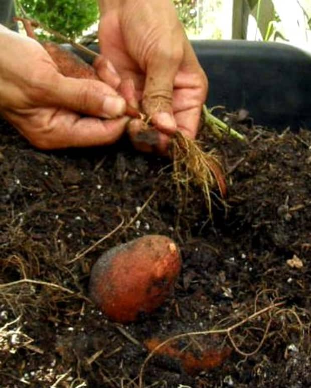 When to plant potatoes in alabama information