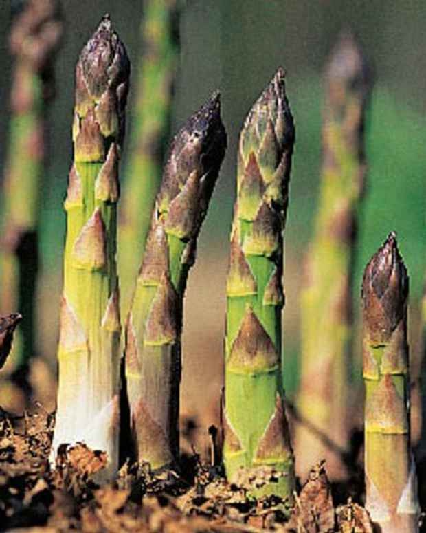 How to Grow Asparagus in Your Garden Dengarden Home and Garden