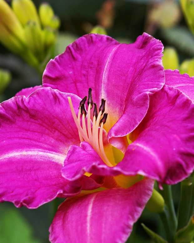How to Keep Stella de Oro Daylilies Blooming All Season Dengarden