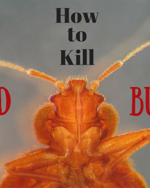 6 Effective Treatments to Get Bed Bugs out of Your Car Dengarden