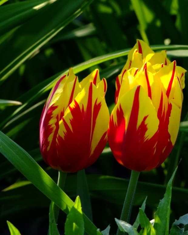 what-are-rembrandt-tulips