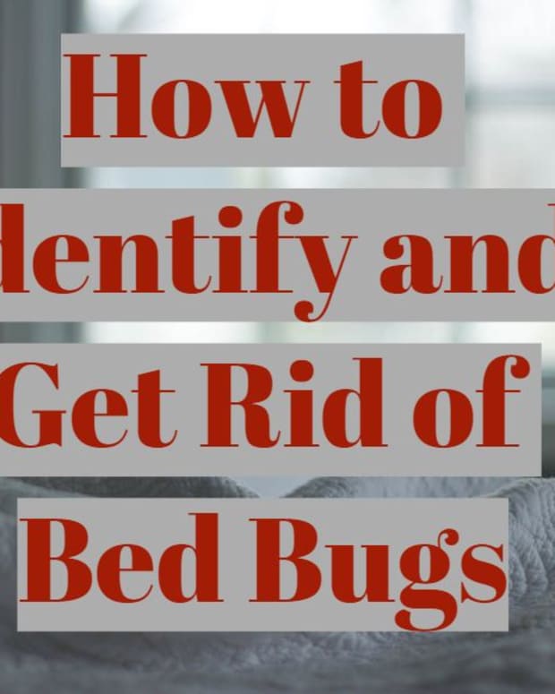 Six Effective Treatments to Get Bed Bugs out of Your Car Dengarden