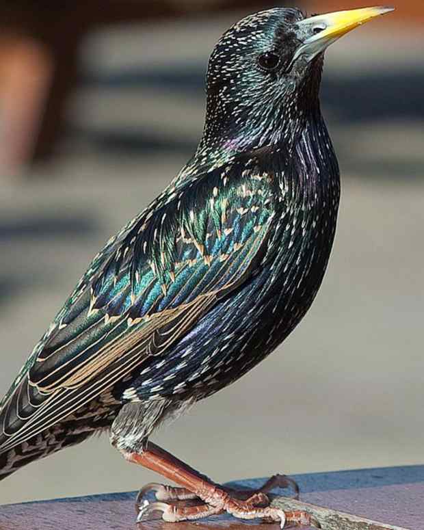 How to Keep Birds off of Tomato Plants Dengarden Home and Garden