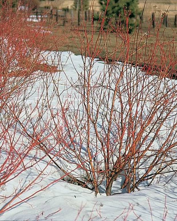 how-to-grow-red-twig-dogwood-for-winter-interest