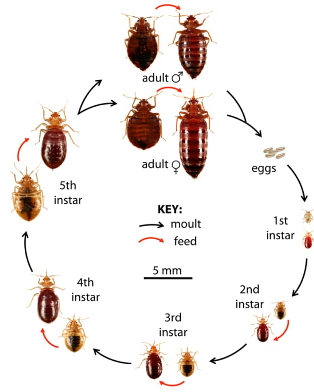 How To Get Rid Of Bed Bugs Without An Exterminator Dengarden 8491