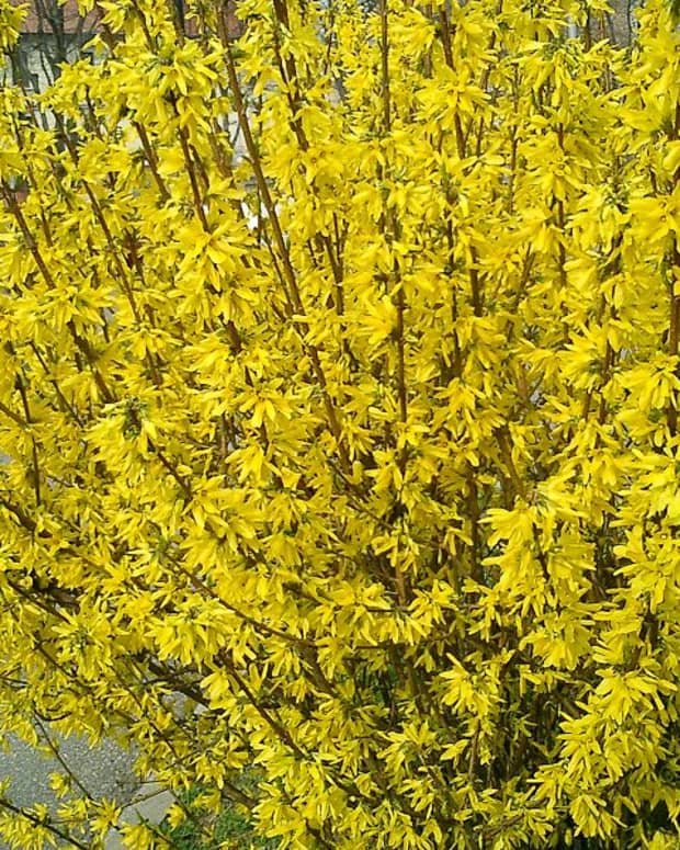 how-to-grow-forsythia-for-spring-color