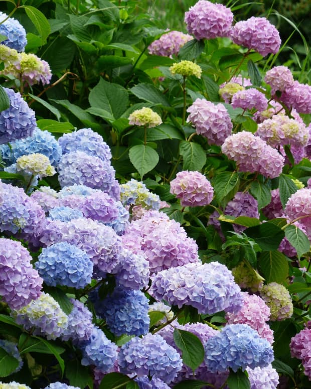 How to Grow Vanilla Strawberry Hydrangea - Dengarden - Home and Garden