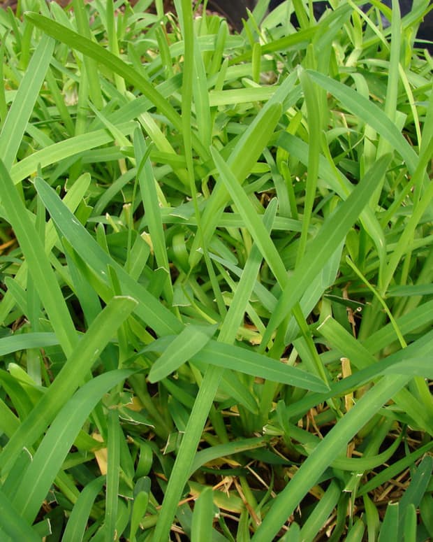 how-to-care-for-st-augustine-grass