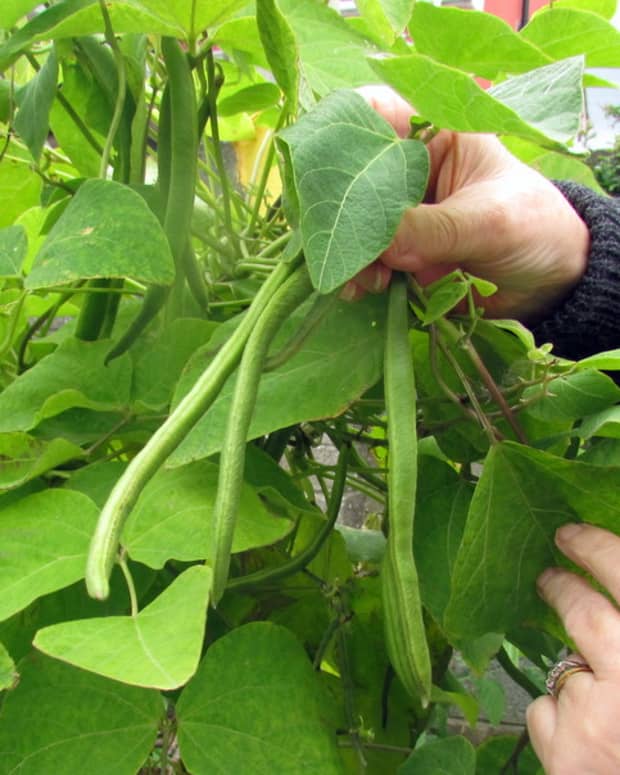 how-to-plant-grow-and-harvest-runner-beans-planting-growing-harvesting-garden-gardening-tips-do-you