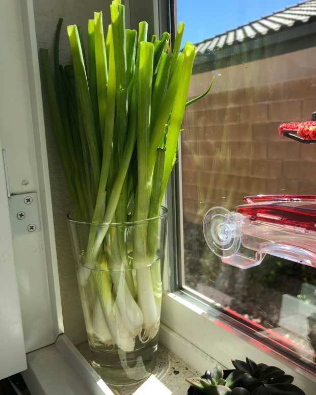 How to Grow Green Onions From Kitchen Scraps Dengarden