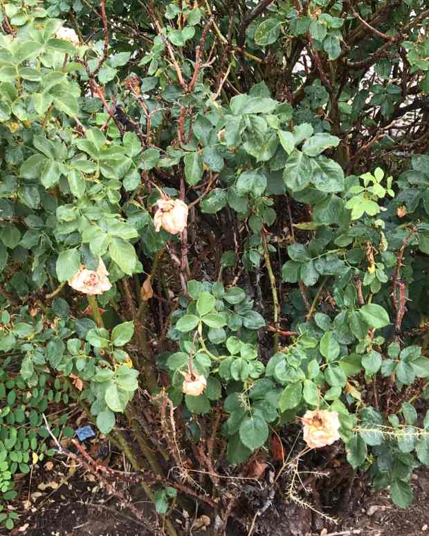 How to Treat and Prevent Black Spot Disease on Roses Dengarden Home