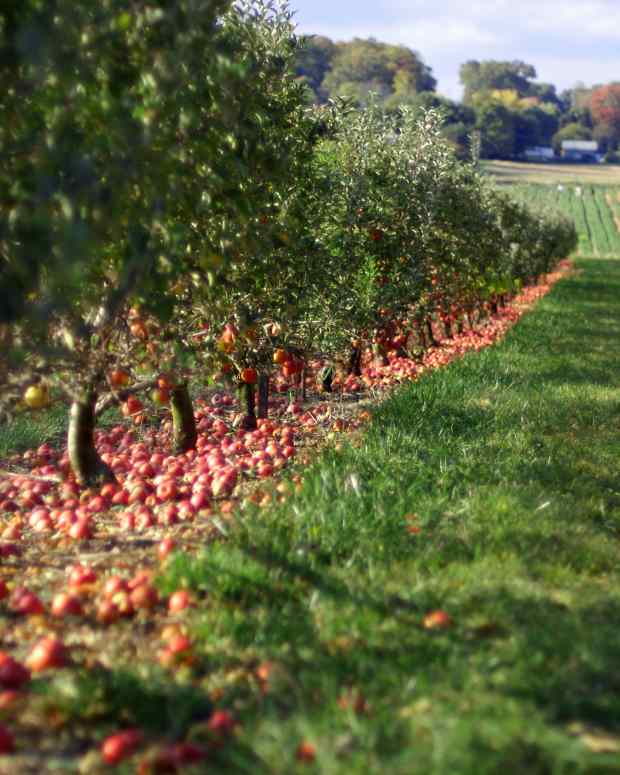 How to Grow Fuji Apple Trees Dengarden Home and Garden