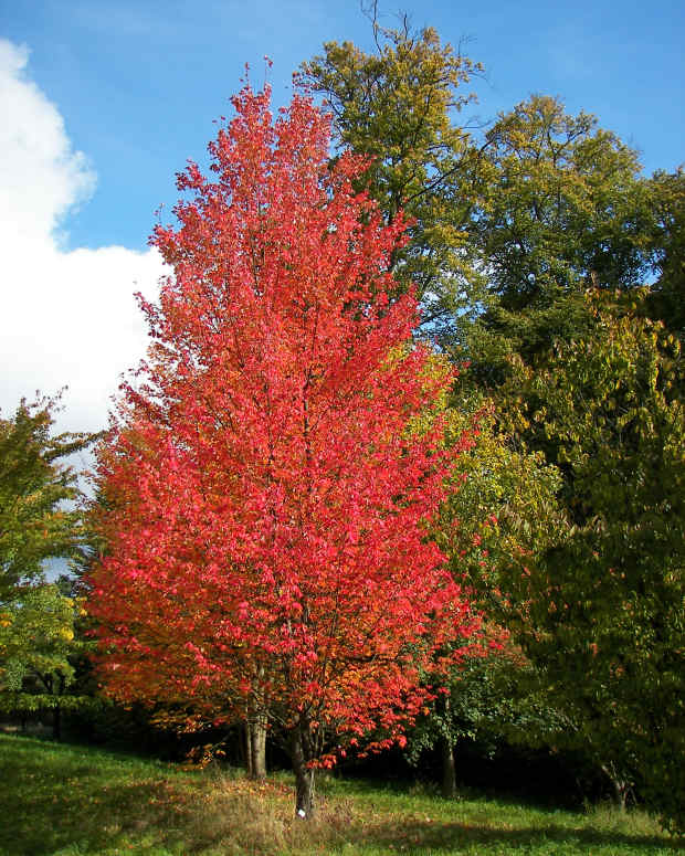 are catalpa trees poisonous to dogs