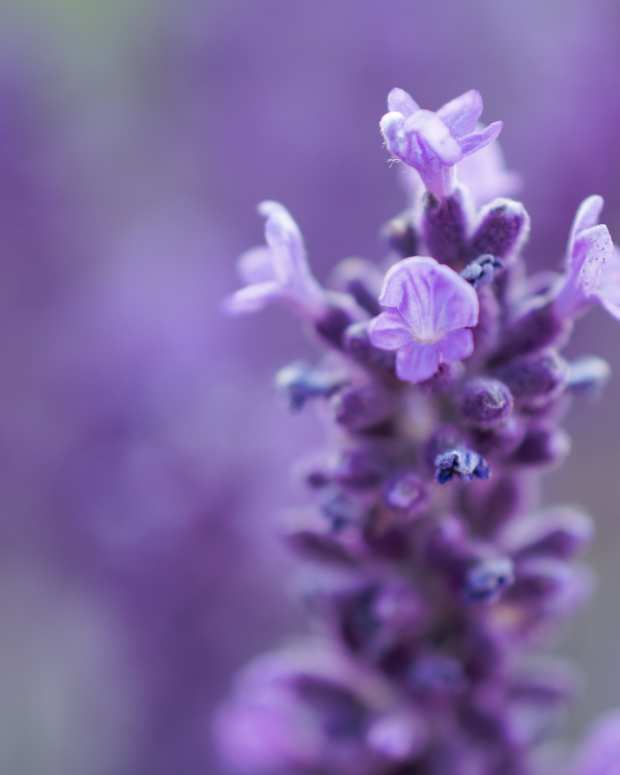 How to Grow an Indoor Garden Without Grow Lights Dengarden