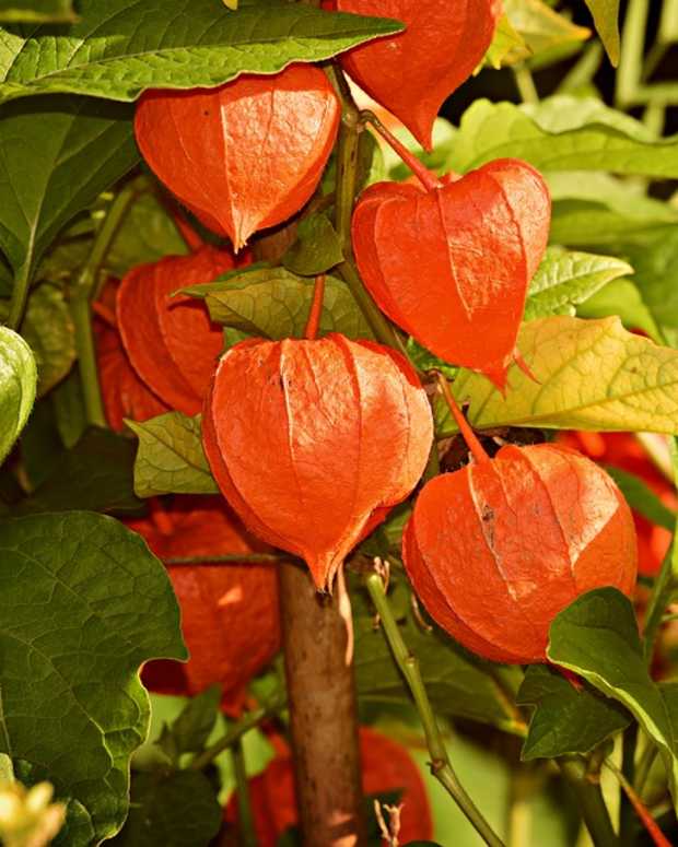 chinese lantern plant poisonous to dogs