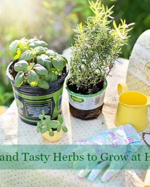 5 Easy Herbs To Grow In The Garden - Dengarden