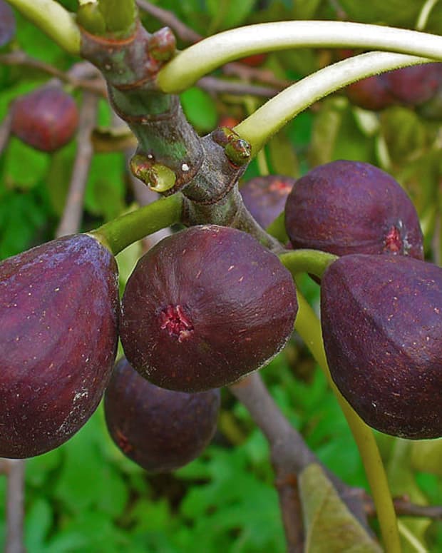 how-to-grow-and-harvest-figs-in-a-container-or-in-your-yard