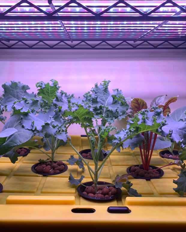 25 of the Best Plants for Indoor Hydroponic Gardens Dengarden Home and Garden