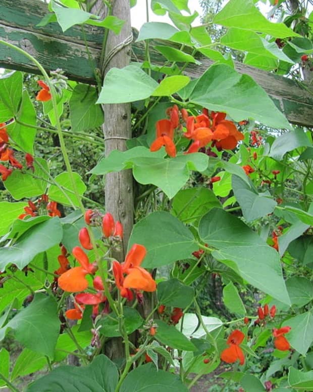 how-to-grow-scarlet-runner-beans-an-edible-ornamental-plant