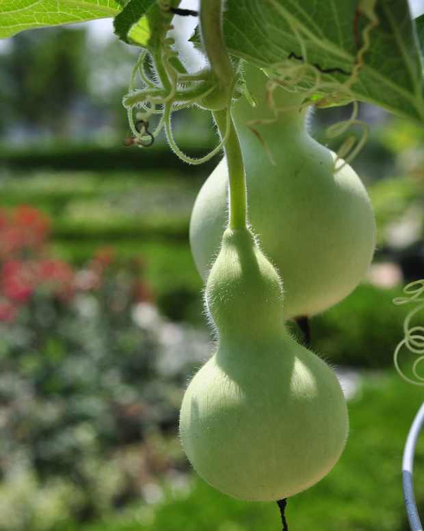 How to Grow and Dry Ornamental Gourds Dengarden Home and Garden