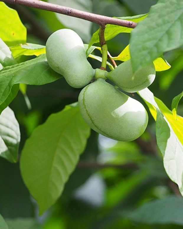 Fruit and NutProducing Trees for USDA Hardiness Zone 8B Dengarden