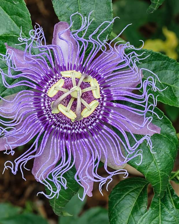 how-to-grow-passion-flower-maypop