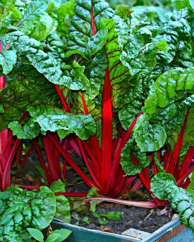how-to-grow-swiss-chard-for-spring-or-fall