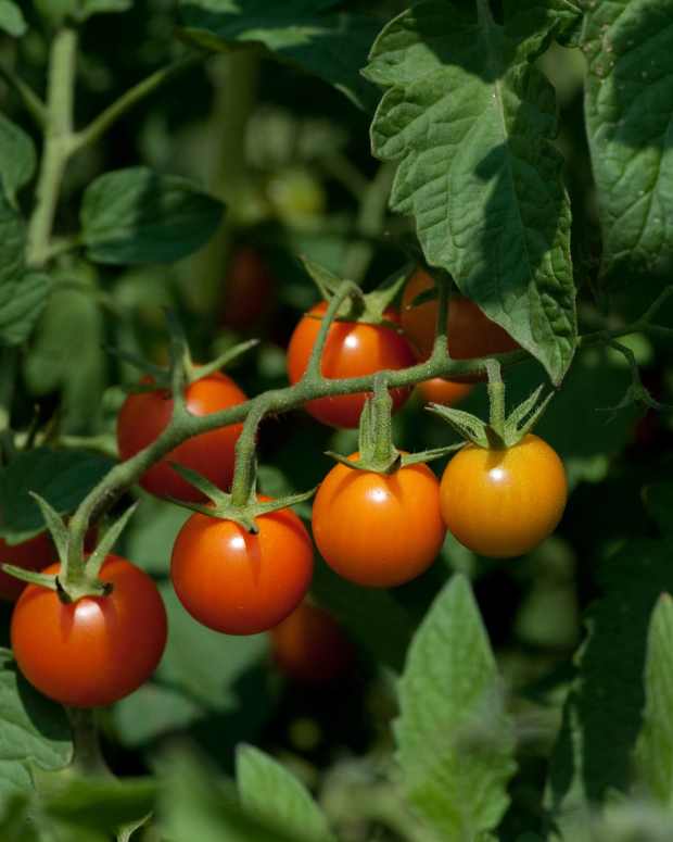 Watering Tomatoes When, How Often & How Much Is Needed Dengarden