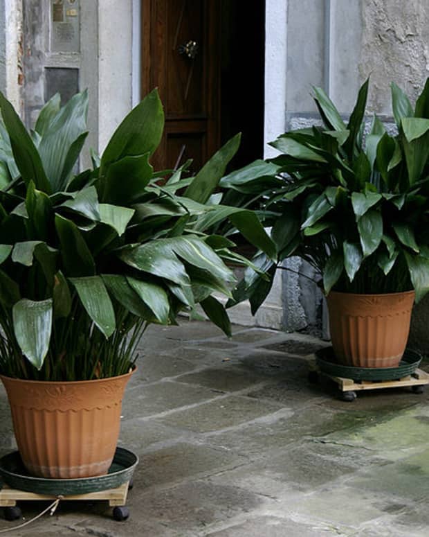 how-to-grow-cast-iron-plant-indoors-or-outdoors