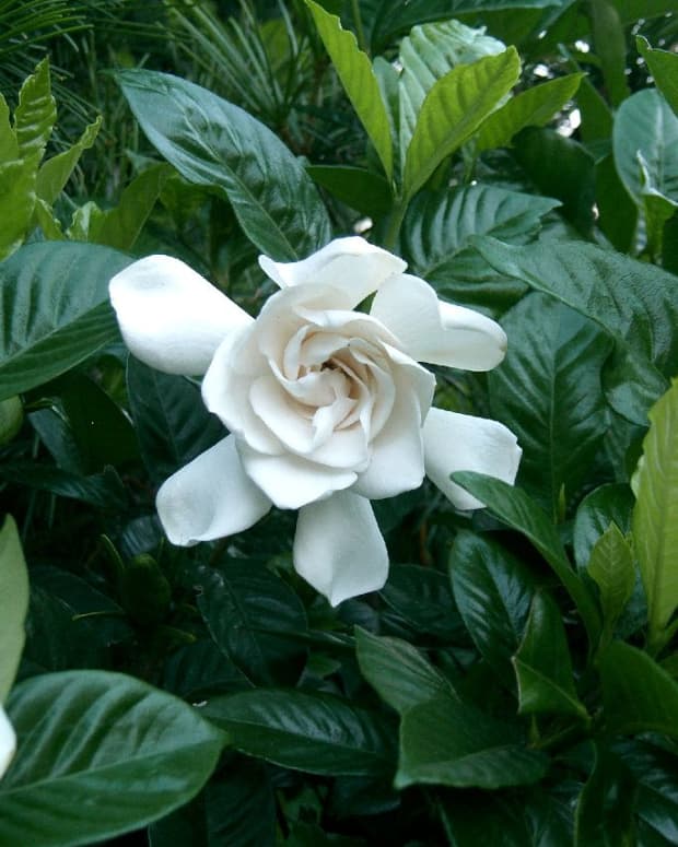how-to-grow-gardenias-indoors-or-outdoors