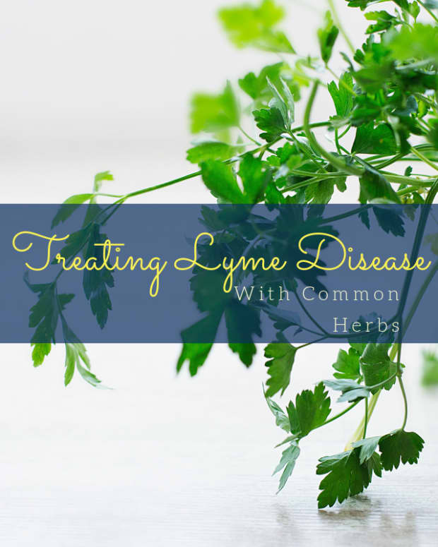 common-herbs-used-to-treat-lyme-disease