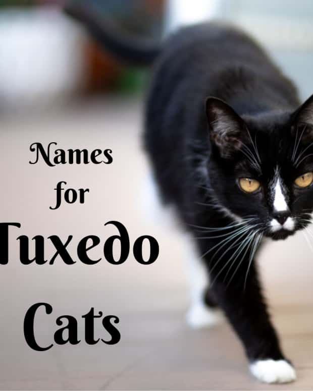 How to Help a Mother Cat Deliver Kittens PetHelpful