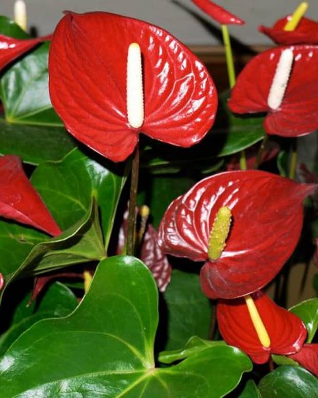 anthurium-the-flower-with-a-heart