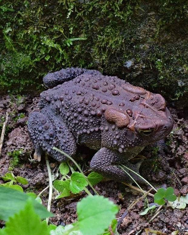 how-to-attract-toads-to-your-garden