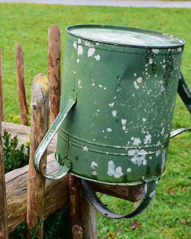 4 Ways to Control Earwig Damage in Your Vegetable Garden Dengarden