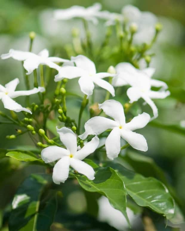 StepbyStep Instructions for Growing Confederate Jasmine in a