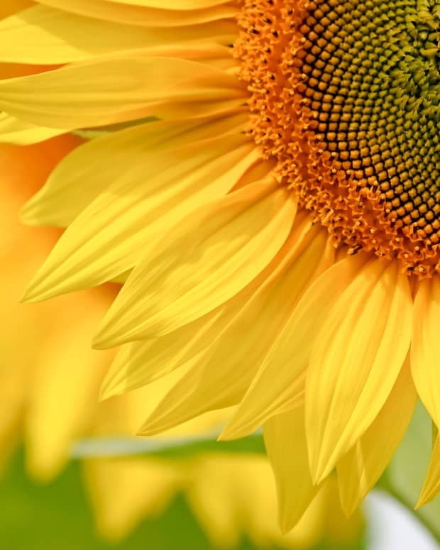 How to Grow Sunflowers - Dengarden - Home and Garden